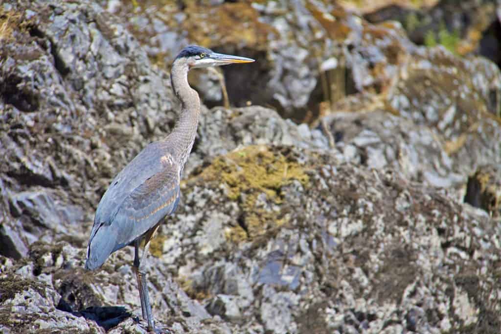 Blue Heron on the Rogue