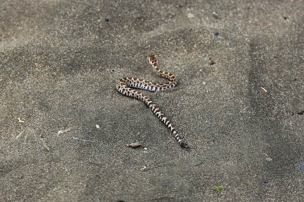 A young rattlesnake - notice how difficult it is to identify its rattle
