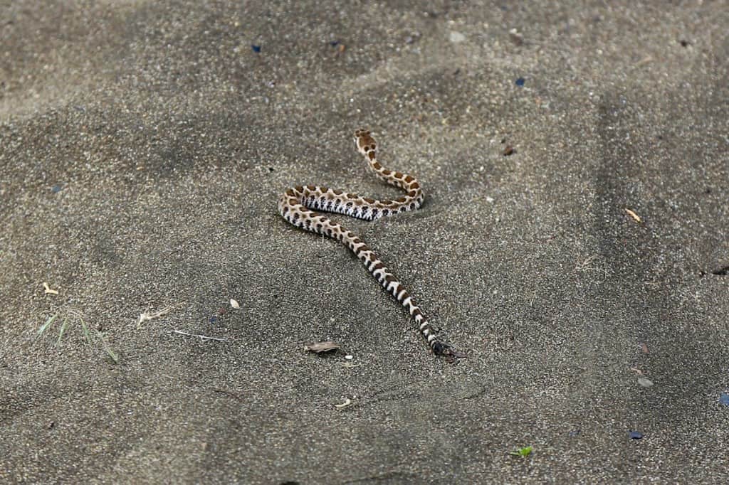 A young rattlesnake - notice how difficult it is to identify it's rattle