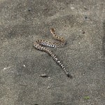 A young rattlesnake - notice how difficult it is to identify it's rattle