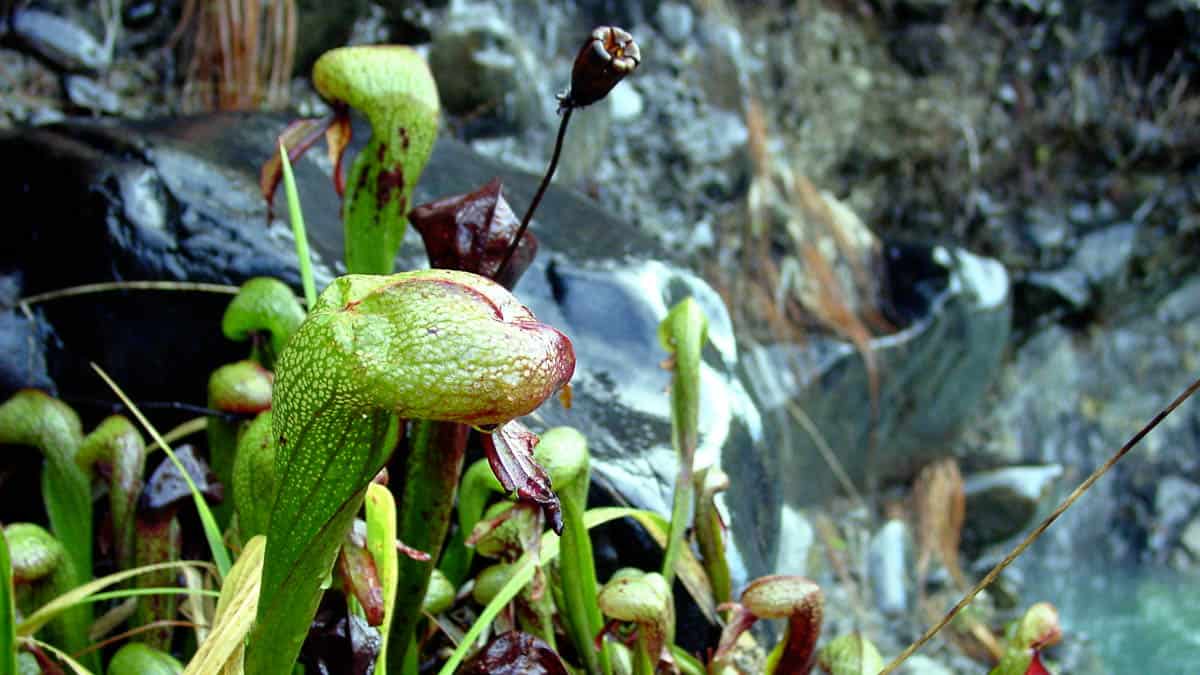 Darlingtonia Californica are also known as "Pitcher Plants"