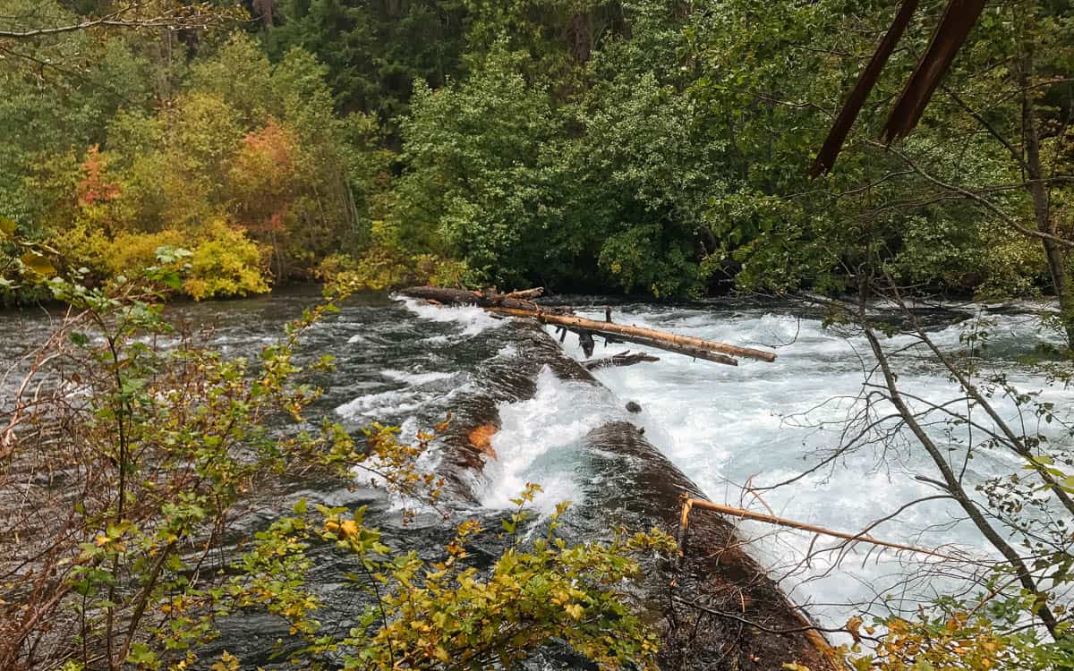 Dangerous river-wide log jams are common on the Metolius River