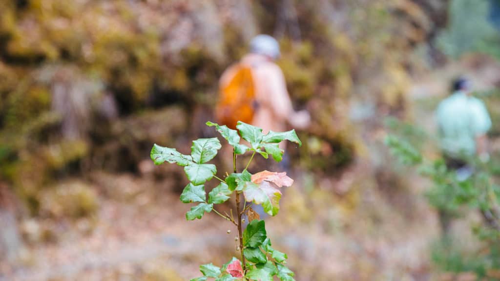 Poison Oak