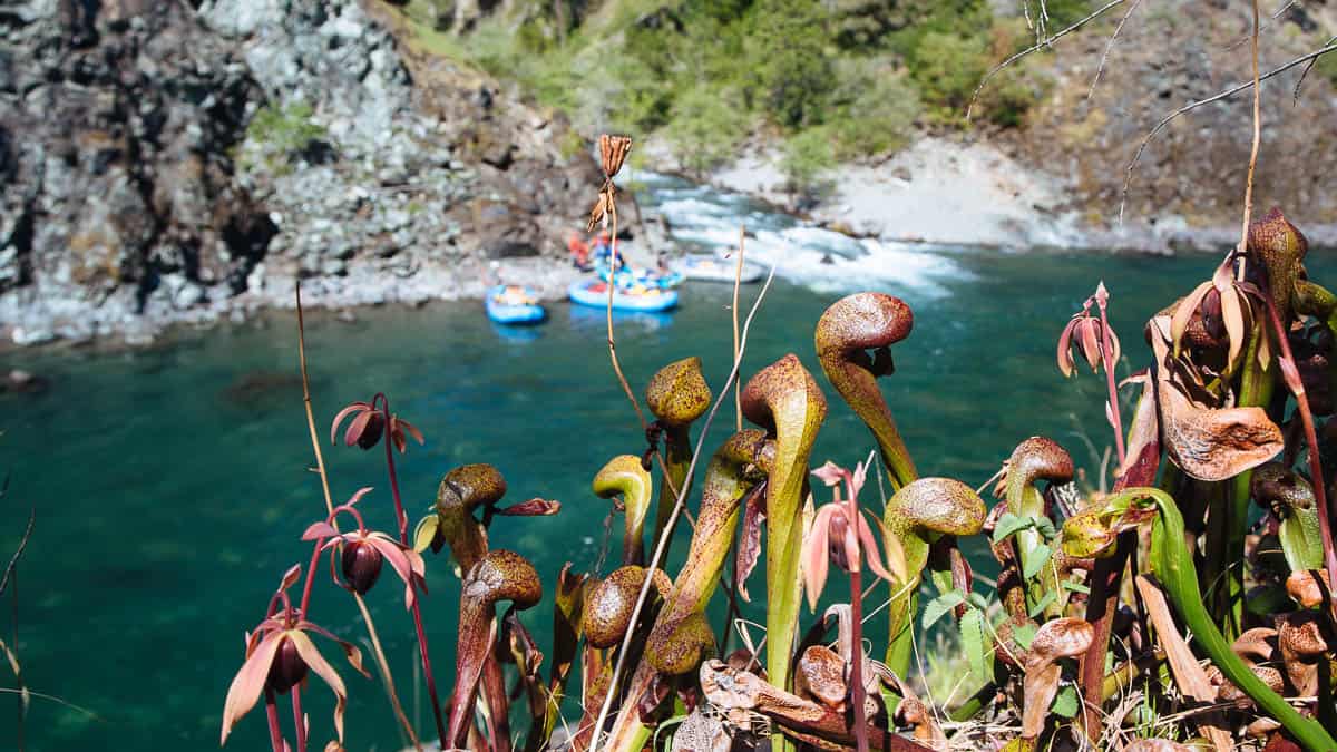 Darlingtonia Californica (aka Cobra Lilies or Pitcher Plants)