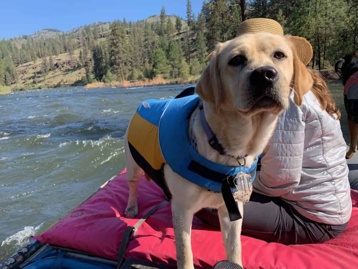 MultiDay Rafting with Your Dog Whitewater Guidebook