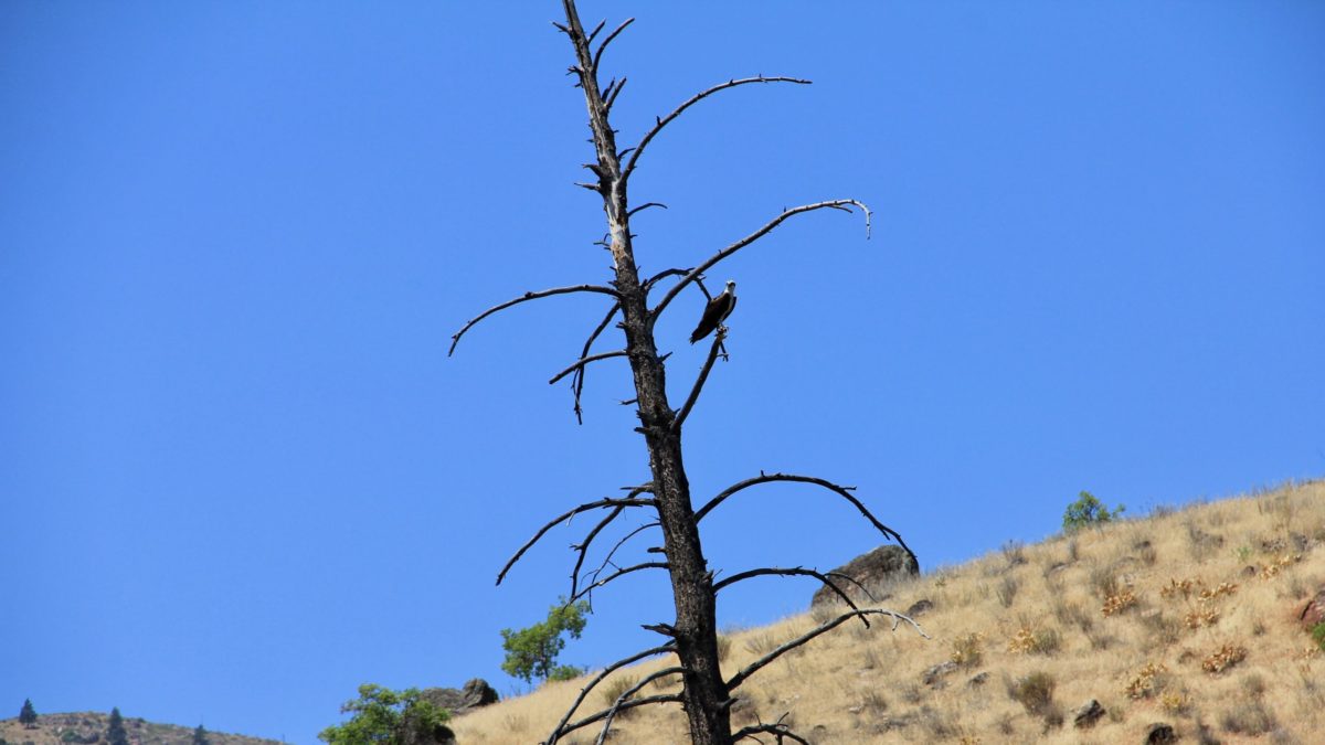 Osprey keeping a close eye on everything